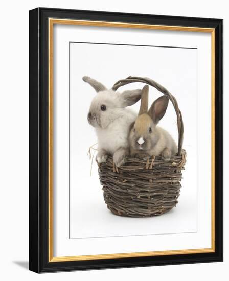 Baby Rabbits in a Wicker Basket-Mark Taylor-Framed Photographic Print