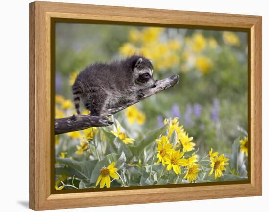 Baby Raccoon in Captivity, Animals of Montana, Bozeman, Montana, USA-James Hager-Framed Premier Image Canvas