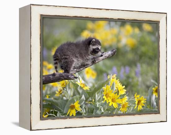 Baby Raccoon in Captivity, Animals of Montana, Bozeman, Montana, USA-James Hager-Framed Premier Image Canvas