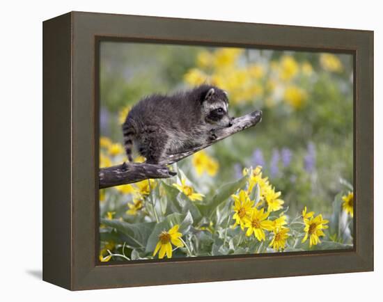 Baby Raccoon in Captivity, Animals of Montana, Bozeman, Montana, USA-James Hager-Framed Premier Image Canvas