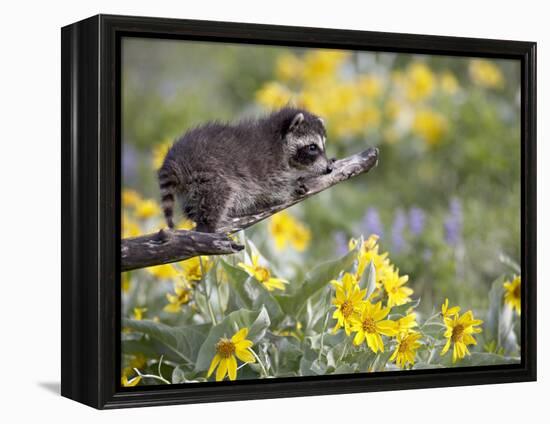 Baby Raccoon in Captivity, Animals of Montana, Bozeman, Montana, USA-James Hager-Framed Premier Image Canvas
