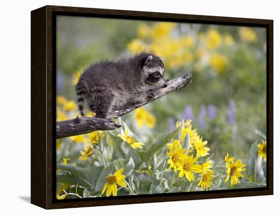 Baby Raccoon in Captivity, Animals of Montana, Bozeman, Montana, USA-James Hager-Framed Premier Image Canvas