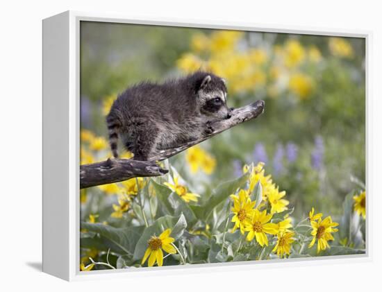 Baby Raccoon in Captivity, Animals of Montana, Bozeman, Montana, USA-James Hager-Framed Premier Image Canvas