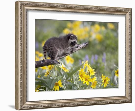 Baby Raccoon in Captivity, Animals of Montana, Bozeman, Montana, USA-James Hager-Framed Photographic Print