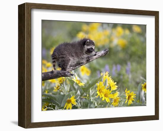 Baby Raccoon in Captivity, Animals of Montana, Bozeman, Montana, USA-James Hager-Framed Photographic Print