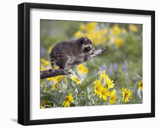 Baby Raccoon in Captivity, Animals of Montana, Bozeman, Montana, USA-James Hager-Framed Photographic Print