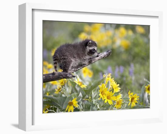 Baby Raccoon in Captivity, Animals of Montana, Bozeman, Montana, USA-James Hager-Framed Photographic Print