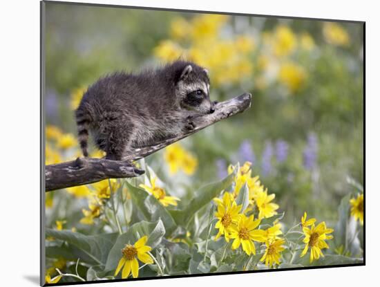 Baby Raccoon in Captivity, Animals of Montana, Bozeman, Montana, USA-James Hager-Mounted Photographic Print