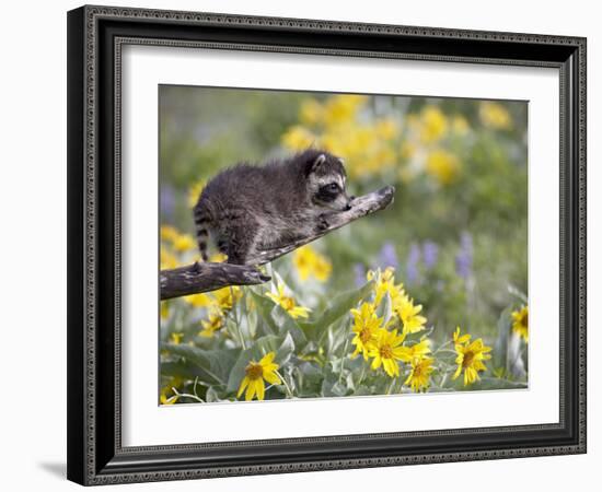 Baby Raccoon in Captivity, Animals of Montana, Bozeman, Montana, USA-James Hager-Framed Photographic Print