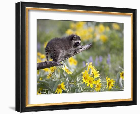 Baby Raccoon in Captivity, Animals of Montana, Bozeman, Montana, USA-James Hager-Framed Photographic Print
