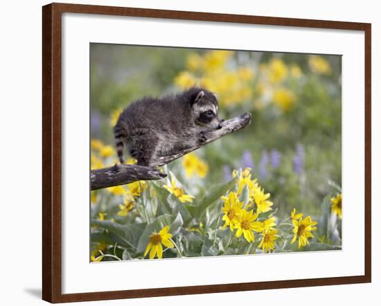 Baby Raccoon in Captivity, Animals of Montana, Bozeman, Montana, USA-James Hager-Framed Photographic Print