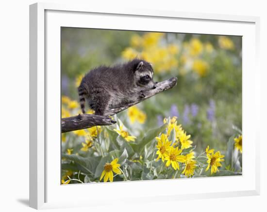 Baby Raccoon in Captivity, Animals of Montana, Bozeman, Montana, USA-James Hager-Framed Photographic Print