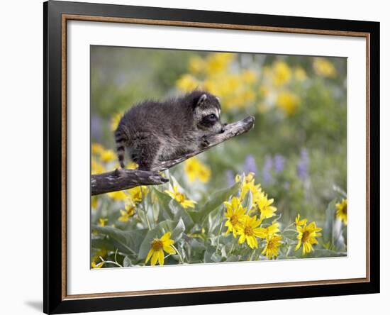 Baby Raccoon in Captivity, Animals of Montana, Bozeman, Montana, USA-James Hager-Framed Photographic Print