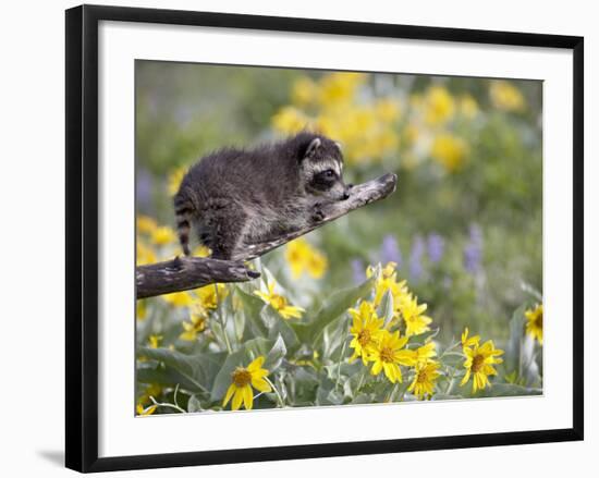 Baby Raccoon in Captivity, Animals of Montana, Bozeman, Montana, USA-James Hager-Framed Photographic Print