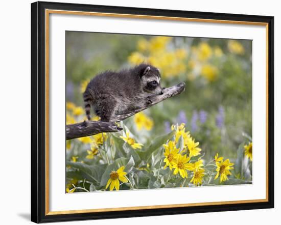 Baby Raccoon in Captivity, Animals of Montana, Bozeman, Montana, USA-James Hager-Framed Photographic Print