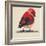 Baby Red Bird I-Patricia Pinto-Framed Art Print