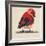 Baby Red Bird I-Patricia Pinto-Framed Art Print