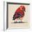 Baby Red Bird I-Patricia Pinto-Framed Art Print