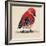 Baby Red Bird I-Patricia Pinto-Framed Art Print