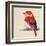 Baby Red Bird II-Patricia Pinto-Framed Art Print