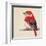 Baby Red Bird II-Patricia Pinto-Framed Art Print