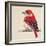 Baby Red Bird II-Patricia Pinto-Framed Art Print