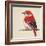 Baby Red Bird II-Patricia Pinto-Framed Art Print