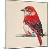 Baby Red Bird II-Patricia Pinto-Mounted Art Print