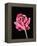Baby's Breath Flower-Micro Discovery-Framed Premier Image Canvas