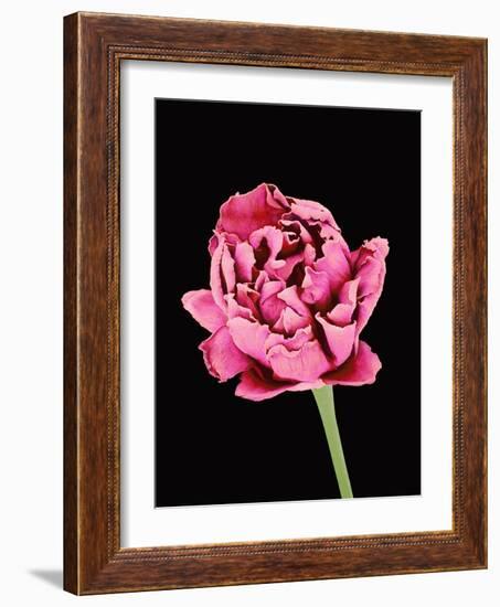 Baby's Breath Flower-Micro Discovery-Framed Photographic Print