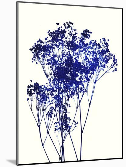 Baby's Breath-Garima Dhawan-Mounted Art Print