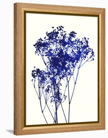 Baby's Breath-Garima Dhawan-Framed Stretched Canvas