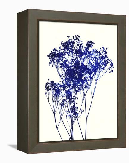 Baby's Breath-Garima Dhawan-Framed Stretched Canvas