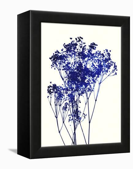 Baby's Breath-Garima Dhawan-Framed Stretched Canvas