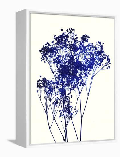 Baby's Breath-Garima Dhawan-Framed Stretched Canvas