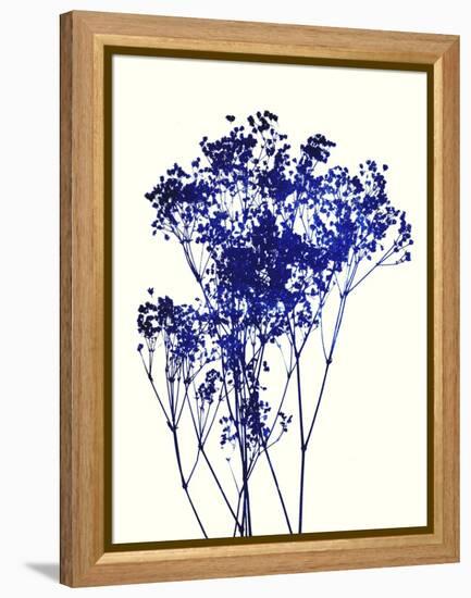 Baby's Breath-Garima Dhawan-Framed Premier Image Canvas