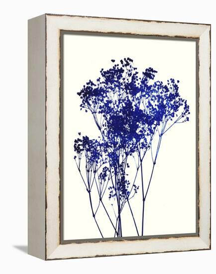 Baby's Breath-Garima Dhawan-Framed Premier Image Canvas