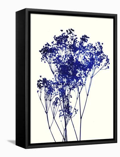 Baby's Breath-Garima Dhawan-Framed Premier Image Canvas