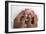 Baby's Feet-Ruth Jenkinson-Framed Photographic Print