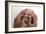 Baby's Feet-Ruth Jenkinson-Framed Photographic Print