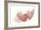 Baby's Feet-Ruth Jenkinson-Framed Photographic Print