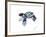 Baby Sea Turtle-Suren Nersisyan-Framed Art Print