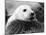 Baby Seals-null-Mounted Photographic Print