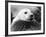 Baby Seals-null-Framed Photographic Print