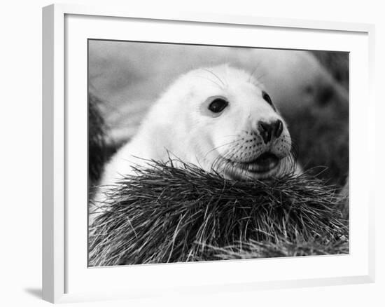 Baby Seals-null-Framed Photographic Print