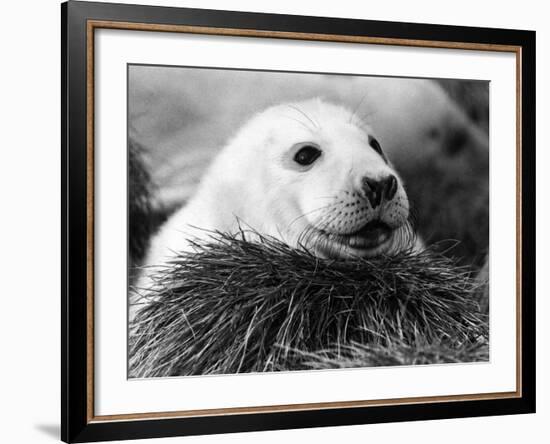 Baby Seals-null-Framed Photographic Print