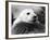 Baby Seals-null-Framed Photographic Print