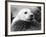 Baby Seals-null-Framed Photographic Print