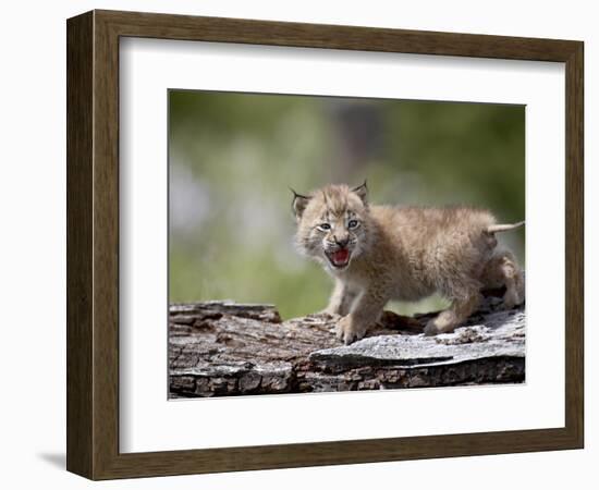 Baby Siberian Lynx or Eurasian Lynx in Captivity, Animals of Montana, Bozeman, Montana, USA-James Hager-Framed Photographic Print