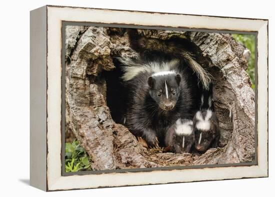 Baby Skunks and adult female mother, Mephitidae, Minnesota-Adam Jones-Framed Premier Image Canvas